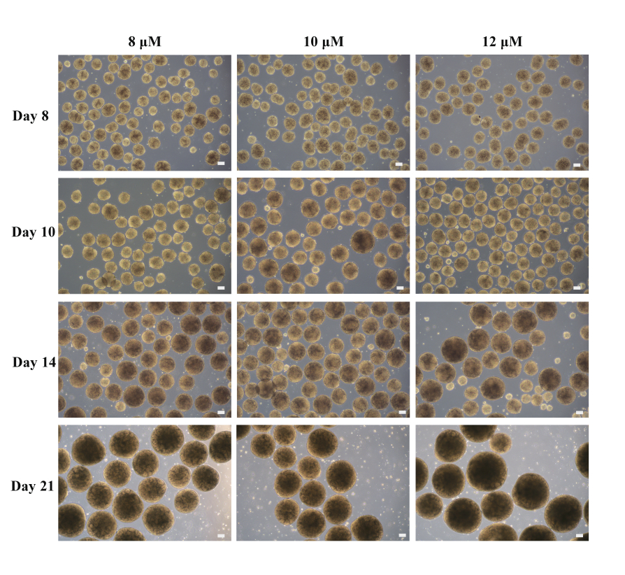 Generating Kidney Organoids in Suspension from Induced Pluripotent Stem ...