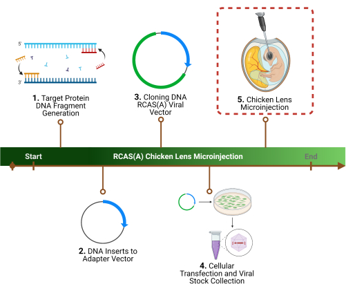 figure-protocol-1 Chicken lens microinjection process diagram: DNA cloning, transfection, viral stock, injection steps.