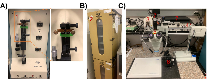 figure-protocol-2 Spectroscopy experiment setup; absorption analysis; microscope; transient absorption spectra.