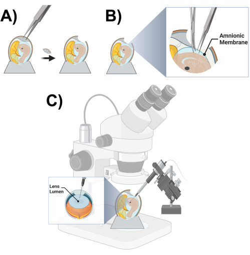 figure-protocol-3 Eye anatomy and experimental setup with lens lumen microscopy for amnionic membrane analysis.