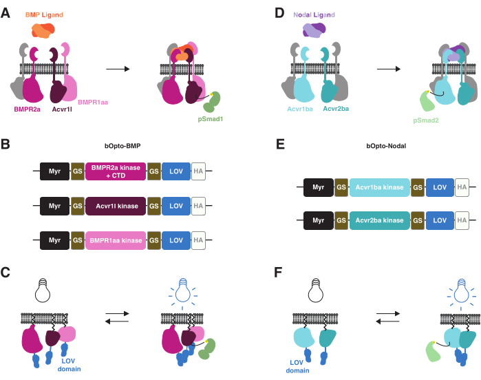 BMP and Nodal signaling diagrams; BMPR2a, Acvr1 signaling; pSmad proteins; kinase activity.