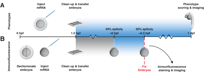 Embryo development stages with mRNA injection diagram, scoring, and immunofluorescence imaging.