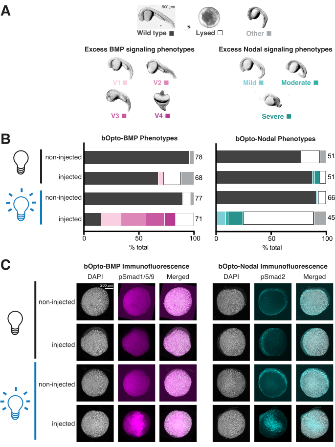 BMP and Nodal signaling phenotypes; analysis includes phenotype diagrams, bar graphs, immunofluorescence.