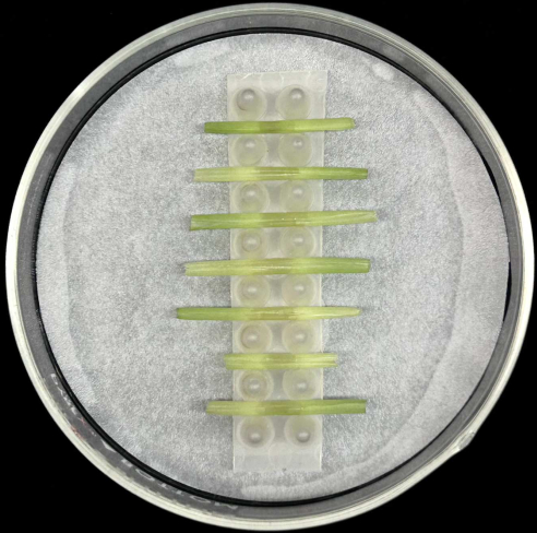 Chromatography process, TLC plate in petri dish analyzing plant pigments, laboratory method.