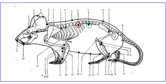 figure-results-4 Rodent skeletal anatomy diagram; labeled bones for vertebrate biology study.