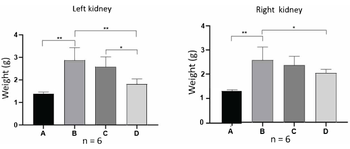 figure-results-6 Kidney weight comparison chart; left and right kidneys, groups A-D, statistical significance indicated.