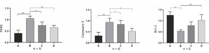 figure-results-7 Protein expression analysis, PERK, Caspase-3, Bcl-2 bar charts; statistical comparison, n=6.