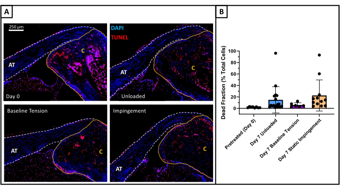 Histological analysis; DAPI TUNEL staining; cell viability diagram; tendon experiment; microscopy.