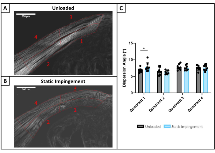 Unloaded vs. Static Impingement microscopy images; dispersion angle bar chart comparison; fiber alignment study.