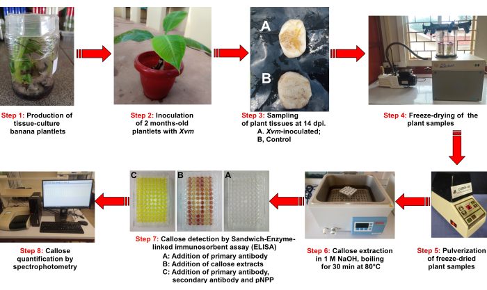 Tissue culture to callose detection in banana plantlets; spectrophotometry, ELISA steps diagram.