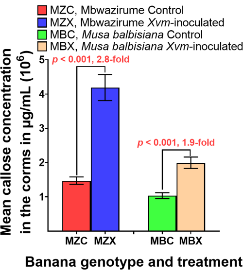 Banana genotype chart showing mean callose concentration with Xvm inoculation; statistical analysis.