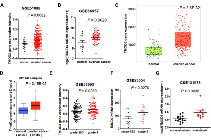 figure-results-1 Gene expression analysis, TMOD3 mRNA, ovarian cancer vs normal, box plot, statistical significance.