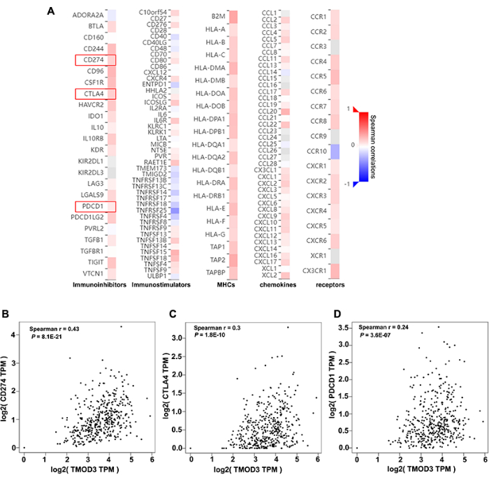 figure-results-7 Heatmap and scatter plots showing gene expression correlation; Spearman coefficients for CD274, CTLA4, PDCD1.