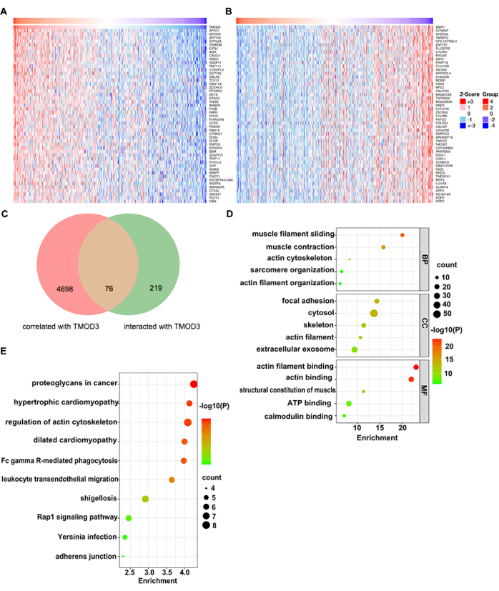 figure-results-8 Gene expression heatmaps, Venn diagram, enrichment dot plot; data analysis in protein interaction study.