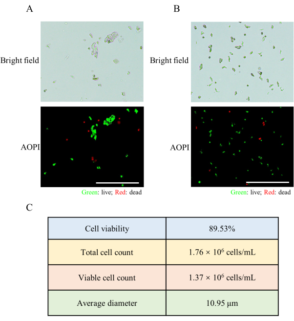 Bright-field and AOPI fluorescence microscopy of cell viability; live cells in green, dead in red.