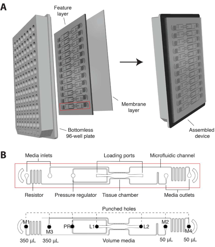Microfluidic device assembly diagram; 96-well plate with membrane layer, pressure regulator setup.
