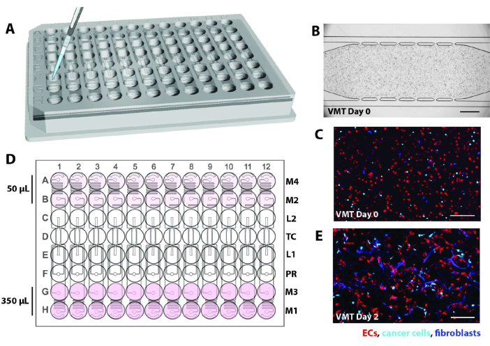 Microplate setup for cell culture assays; day 0-2 cancer, fibroblast, EC cell distribution analysis.