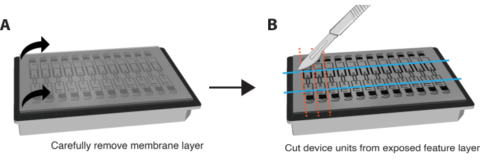 Device preparation process: remove membrane layer, cut units; instructional diagram.