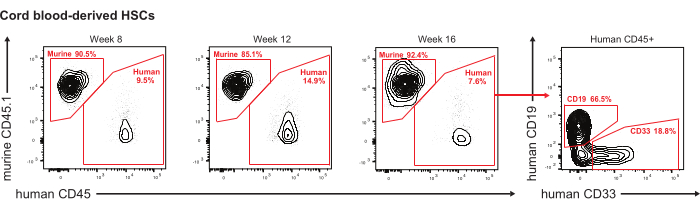 figure-results-3 Cord blood HSCs flow cytometry analysis; human-murine CD45, CD19, CD33 markers over 16 weeks.