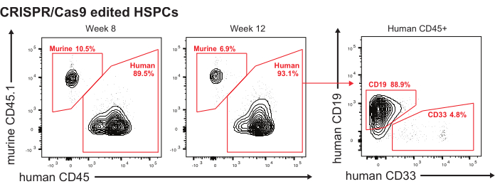 figure-results-6 CRISPR/Cas9 edited HSPCs; flow cytometry graphs; human/murine cell analysis; CD45, CD19, CD33 markers.