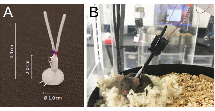 Experimental setup for neurophysiology; A: probe diagram; B: probe in mouse for data collection.