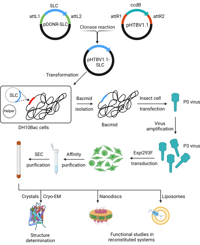 figure-results-1 Cloning and virus amplification diagram with bacmid isolation, transfection, purification, and analysis.