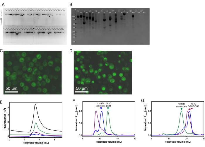 figure-results-2 Gel electrophoresis, microscopy cells, chromatogram analysis; protein sizing and fluorescence study.