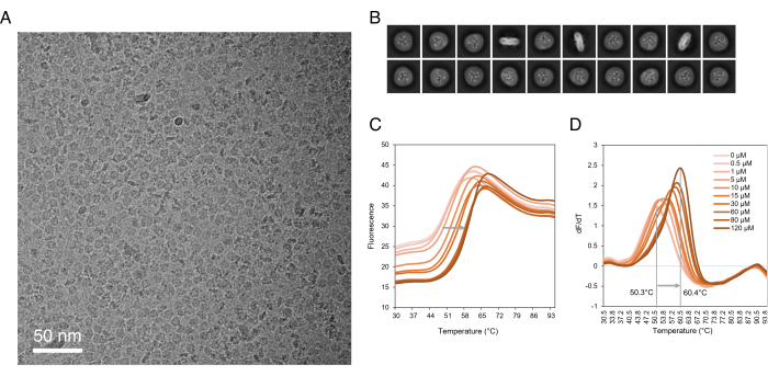 figure-results-3 Cryo-electron microscopy of nanoparticle, fluorescence graphs, temperature melt analysis.