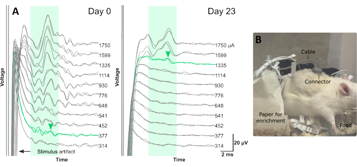 figure-results-3 Electrophysiological data (voltage/time) with a mouse experimental setup for neurostimulation study.