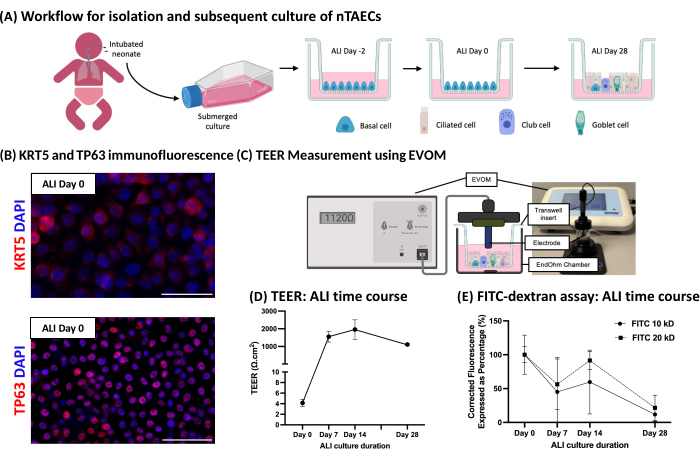 figure-results-1 Isolation and culture of nTAECs workflow, TEER and FITC-dextran assay results, immunofluorescence.