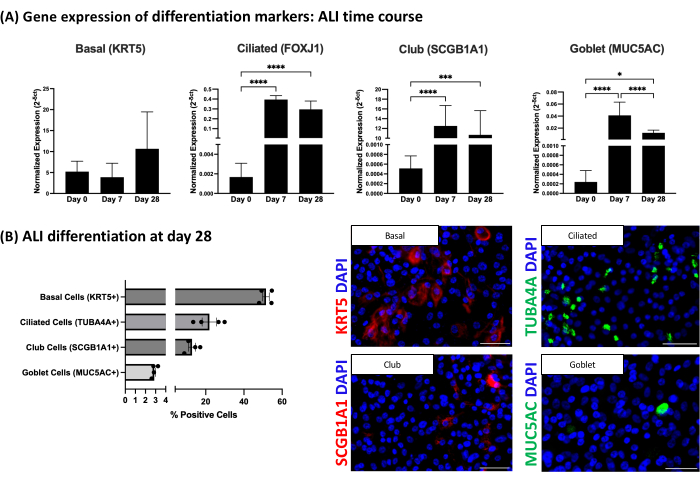 figure-results-2 Gene expression analysis: differentiation markers in ALI cultures; bar graph and cell staining results.