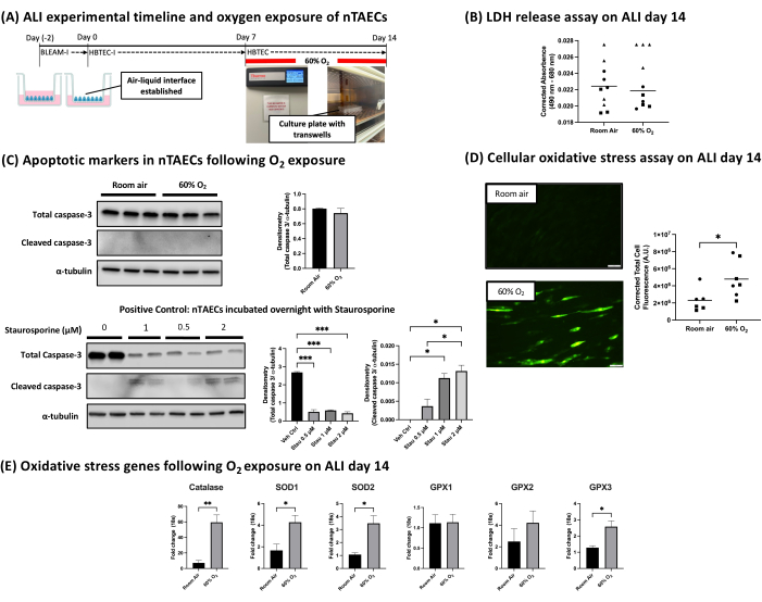 figure-results-3 ALI oxidative stress study: nTAECs exposure to 60% O₂, caspase-3 analysis, LDH/oxidative assays.