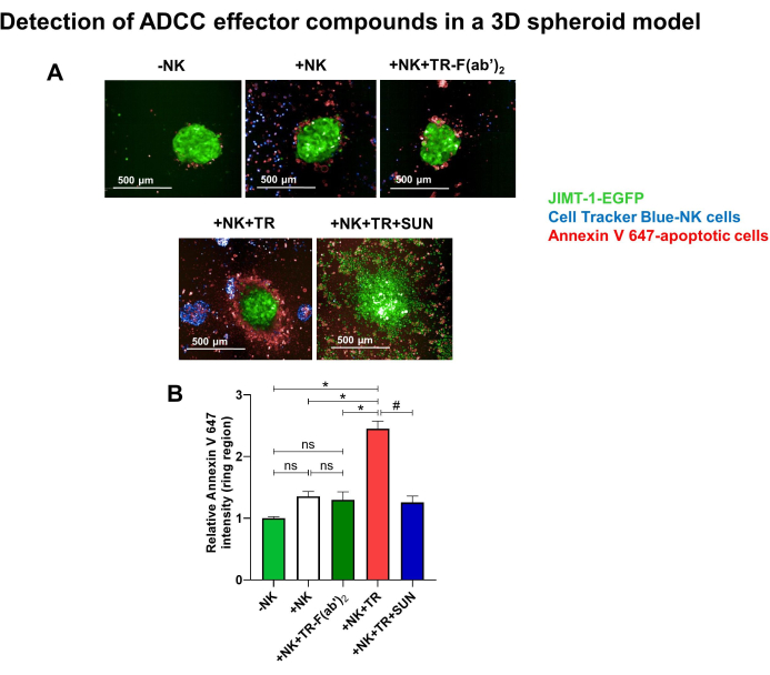 Detection of ADCC effectors in 3D spheroids; fluorescence images and bar graph of apoptosis levels.