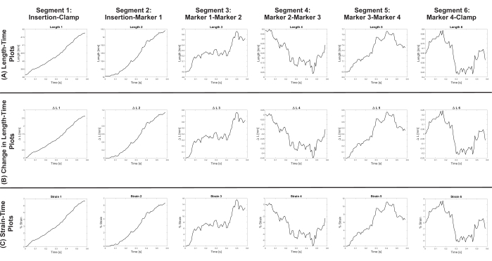 Graphs showing segmental length-time analyses and strain-time plots for mechanical experiment.