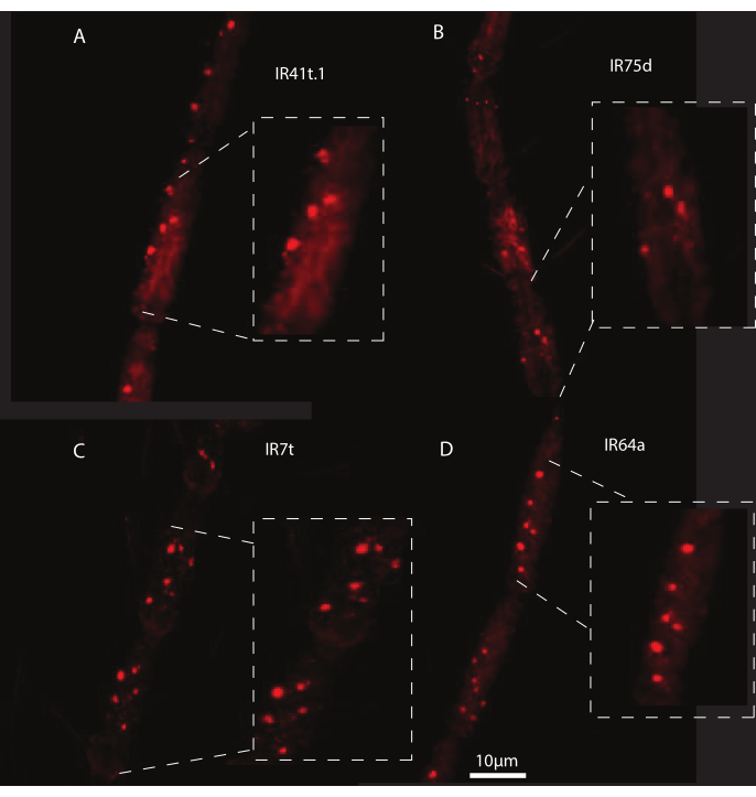 Fluorescence microscopy of insect antennae with IR receptors; imaging study of sensory neurons.