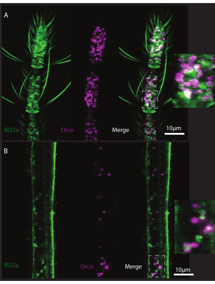 Confocal microscopy diagram of IR25a and Orco protein localization in insect antenna sensory hairs.