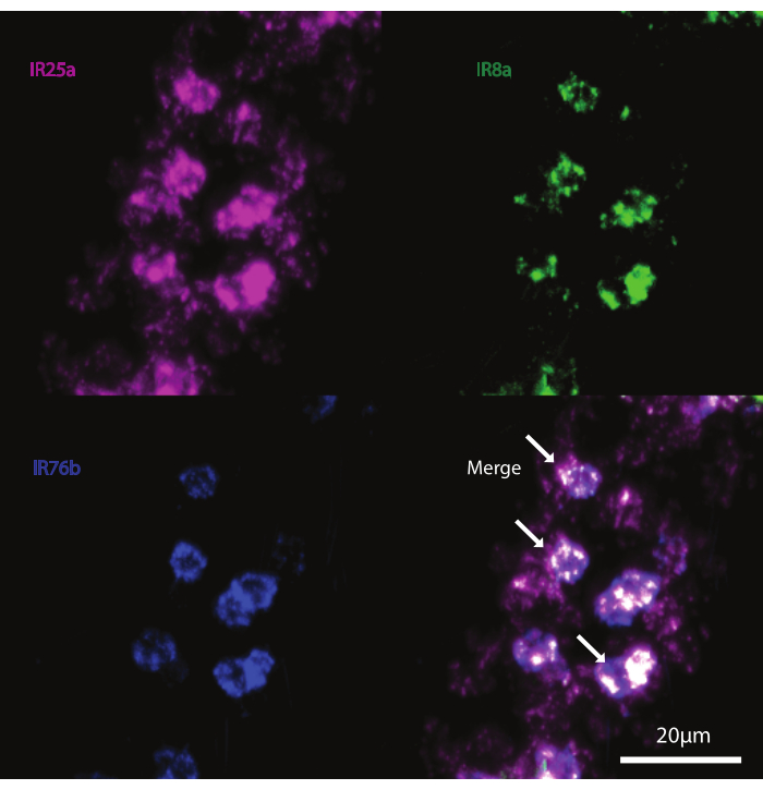 Confocal microscopy image comparing IR receptor expressions; IR25a, IR8a, IR76b with merge overlay.