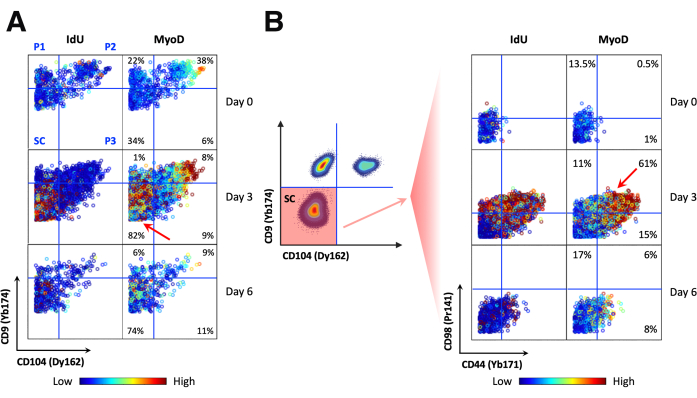Flow cytometry analysis, cell differentiation shown in scatter plots; markers: CD9, CD104, IdU, MyoD.