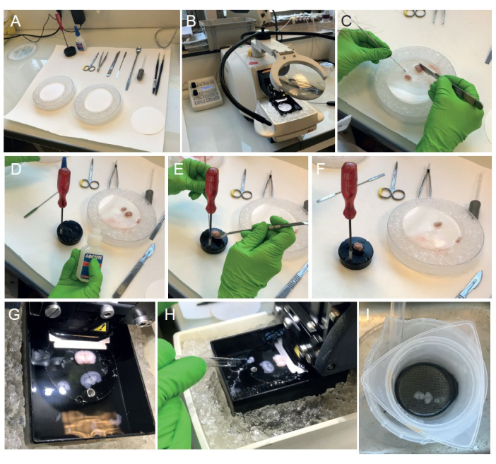 figure-results-1 Tissue preparation and sectioning for microscopy; microtome setup and slicing in progress; experiment steps.