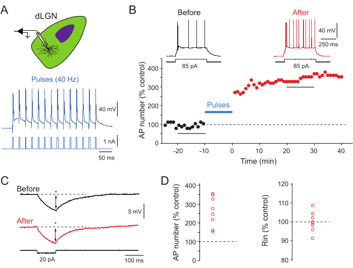figure-results-3 Electrophysiology results in dLGN showing AP changes; graph and data analysis of neuronal response.