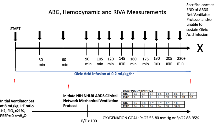 figure-results-1 Hemodynamic measurements timeline, ARDS protocol, oleic acid infusion, ventilator settings diagram.