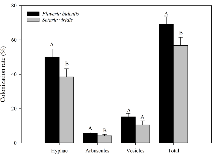 figure-results-2 Bar chart of colonization rates in Flaveria bidentis and Setaria viridis showing hyphae, arbuscules, vesicles.