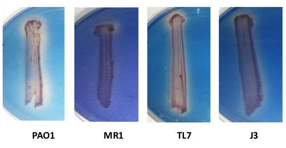 figure-results-1 Bacterial colony growth experiment on agar plates; strain comparison; microbial analysis.