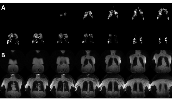 PET and MRI scans of rodent brain; imaging analysis; tomographic slices; neurological study.