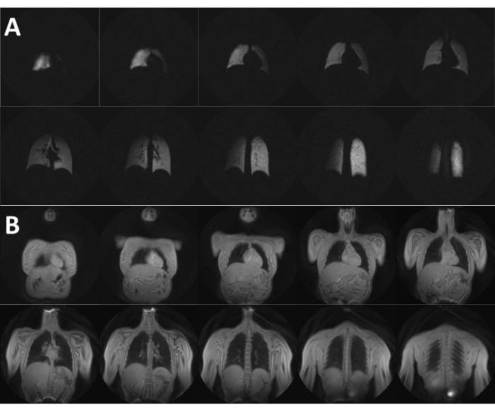 MRI lung and thorax scans in animal models; two comparative series showing anatomical variations.