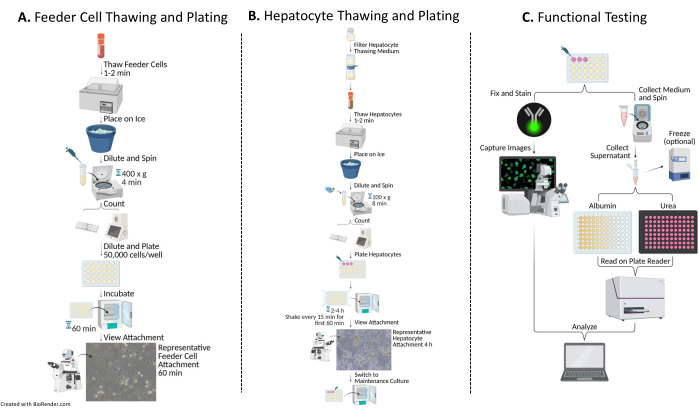 figure-results-1 Feeder and hepatocyte cell thawing and plating process, functional testing; diagram.