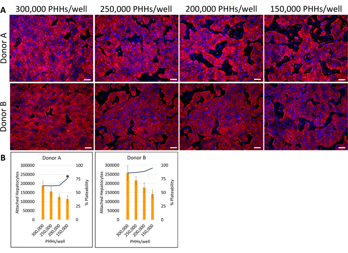 figure-results-4 Microscopy image of hepatocyte density variation, immunofluorescence staining; cell analysis chart.