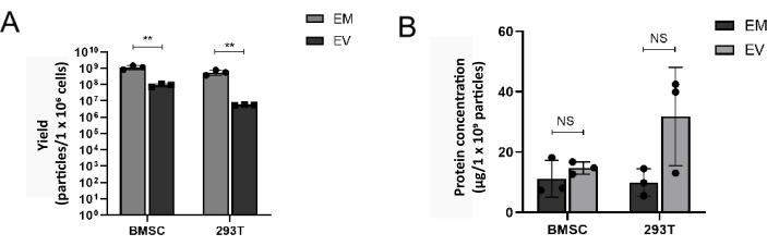 figure-results-4 Bar graphs comparing EM and EV yield and protein concentration in BMSC and 293T cells.