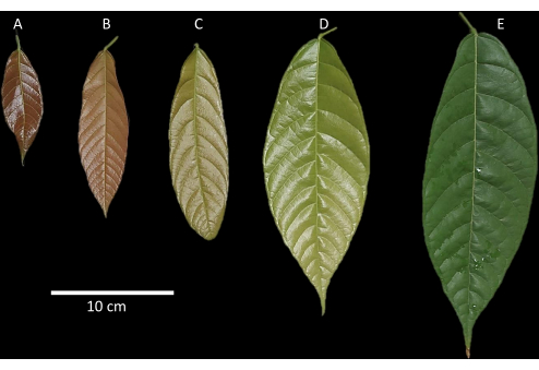真空强制农渗在 植物 内顽固植物转化中的应用——以可可为例