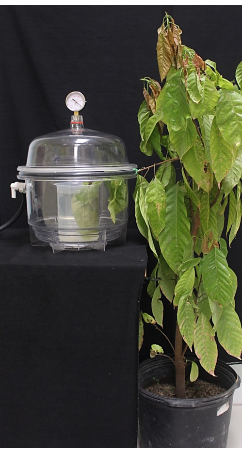 Plant transpiration experiment with pressure chamber, measuring water loss in leaves.